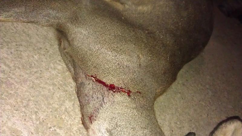 Corzo con disparo al cuello de un .17 HMR